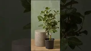 Ficus Audrey Pruning Secrets Revealed! 🌿 Watch This! #shorts #ficusaudrey #pruning