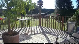 Gray squirrel lurking up to the railing. Grackles getting some birdseed deck trail cam 20240903