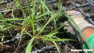 ASMR Day at the Greenhouse Roleplay