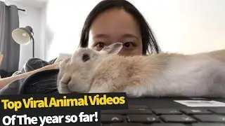 Top 50 Best Viral Animal Videos Of The Year So Far (2020)