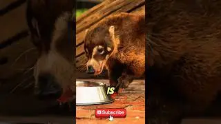 The Most Fearless Animal on Earth #facts #animallife #wildlife #animals #Honeybadger