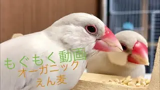 【シルバー文鳥】優しい涼帆と食いしん坊柚月 Friendly Suzuho&glutton Yuzuki Java sparrow