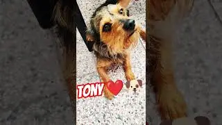 my dog Tony #animals #cuteanimals #pets #dogs #dogvideos #doglife