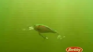 Berkley Sensation Line - The Next Bite TV (low quality)