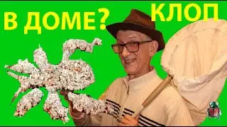 Кому Опасен Клоп Грязный Хищнец в Доме? Почему Клоп Грязный?
