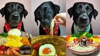 Who Eats Better? Dog vs. Human Food Challenge | The Petting Zoo | Episode no.13 #dogeating #dog