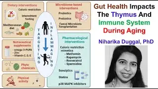 Gut Health Impacts The Thymus And Immune System During Aging: Niharika Duggal, PhD