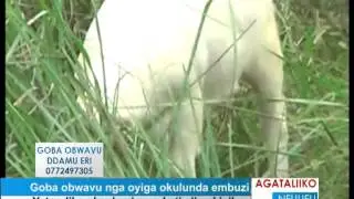 GOBA OBWAVU: Goba obwavu nga oyiga okulunda embuzi