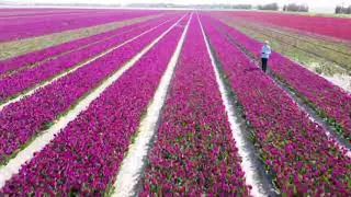 Drone shots tulpen velden