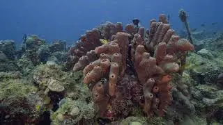St. Kitts: Diving the Vents