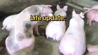 Life Update ko sa Ngayon🫣 #emelialantoria #piggery 