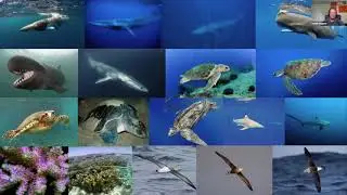 Global Dialogue: Conservation of Marine Biodiversity Within and Beyond National Jurisdiction