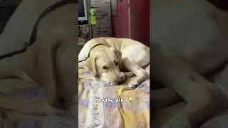 Khud ko jai kre 😂 || Labra Coco || #shorts #youtubeshorts #viralshort #dogshorts #labrador #funny