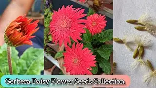 Gerbera Daisy Flower Plant Seeds Collection Process #gerbera #daisy #seeds #garden