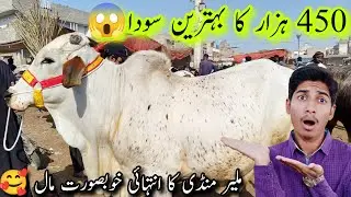 Malir Mandi Karachi Cattle Latest Rates Update 20 Jan 2026 | Bakra Eid Season 2026 | @AhmedKSath 