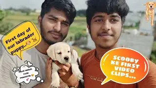 First Video Of My Labrador Puppy😍😍 |#labrador | Scooby Mishra |Cute Labrador Playing| Labrador Puppy