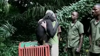 Zookeepers return monkey back to the wilderness |Animal rescue