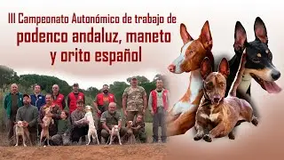 Campeonato Auton&oacute;mico de caza con podenco andaluz, orito y maneto trailer