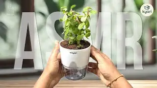 Kyari Self Watering Jade Plant | Indoor | 4K ASMR
