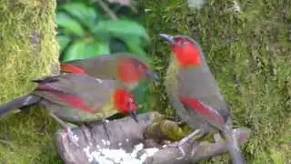 Scarlet-faced Liocichla (Liocichla ripponi)