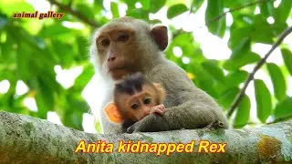 Let's see some activities of Anita when Kidnapped baby monkey Rex
