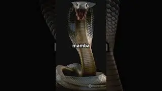 DANGEROUS animals in the World 🌎🌍🪱🦈🕷️ #shortsvideo #youtubeshort #viralvideo