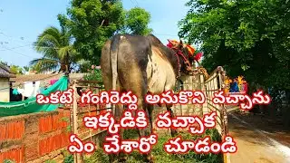 ఒక గంగిరెద్దు అనుకొని వచ్చాను ఇక్కడికి వచ్చాక ఏం చేశారో చూడండి