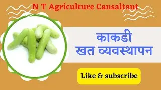 उन्हाळी काकडी खत व्यवस्थापन I निलेश थोरात
