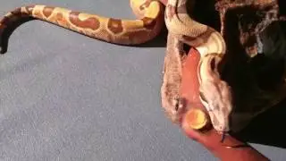 Rocky Balboa the salmon boa