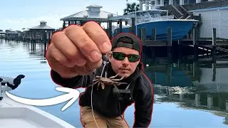 Using TINY CRABS To Catch *BIG FISH* !!