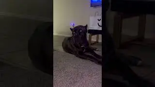 WHEN YOU HANG OUT W HUSKYS… 😓😂 #canecorso #trending #husky  #shorts