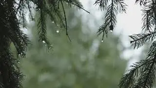 Rainy Day in the Pine Forest: Relaxing Rain Sounds and Forest Scenery