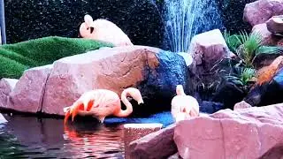 Flamingo Wildlife Habitat Las Vegas