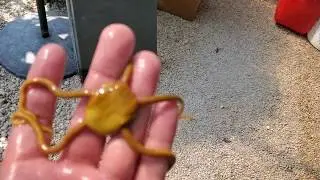 LOOK I caught a Giraffe Serpent Star with no spots