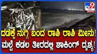 Malpe beach Fish Rain: ಲಕ್ಷ ಲಕ್ಷ ಬಂಗುಡೆ ಭೂತಾಯಿ&zwnj; ಮೀನುಗಳು ದಡಕ್ಕೆ ನುಗ್ಗಿದ ಅಚ್ಚರಿ ದೃಶ್ಯ | #TV9D