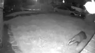 Badgerwatch