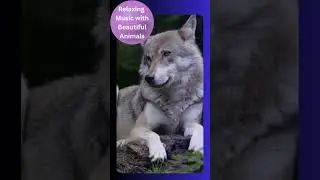 #52 Relaxing music with beautiful animals - New Series