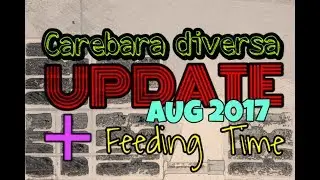 Carebara diversa harvesting seeds | Nest UPDATE Aug 2017 [PET ANTS]