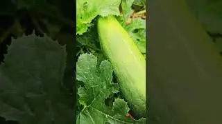 Giant Zucchini: A Bountiful Harvest on My Little Farm 🌱🧡