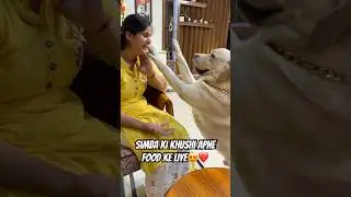 Simba ki khushi😍 #ytshorts #minivlog #dog #dogshorts #labrador #pets