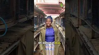 Rabbit farming in Kenya.  #reels #reel #shorts #shortvideo #farming #vlogger #agriculture