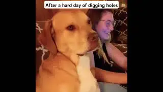 Hard working dog 💪 🐕  #dog #loldogs #sleepy #fypage #foryou #shortvideo #foryoupage