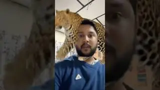 Tiger #funny #cute #animation