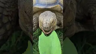 Another prickly pear cactus!   #ASMR