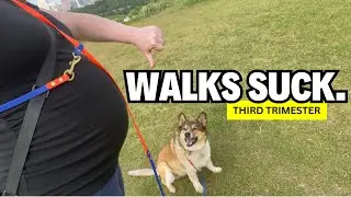 Dog Exercise & Enrichment Ideas When You&rsquo;re Unable to Go On Long Walks
