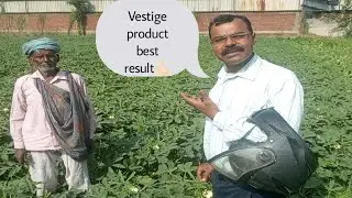 The Unbelievable Benefits of LadyFinger Farming with Vestige Products #vestige #trending🗿