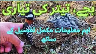 Bachay Teetar ki Tayari important tips and information
