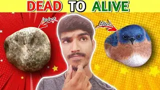 पत्थर से पक्षी बन गया 😱 | amazing facts @factaxe