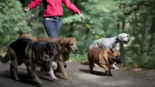 Vir-Chew-Ly Indestructible Leash