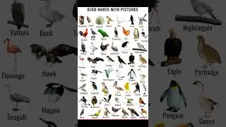 A - Z Names of birds #bird #nature #names